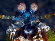 Mantis Shrimp Have the World's Best Eyes- But Why?