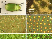 Beetles Inspire Tunable Micromirrors