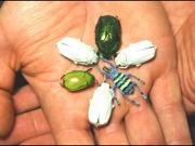 Tropical Beetle Has the Brightest Whites