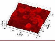 Quantitative Phase Imaging Reveals Inner Lives of Red Blood Cells