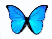 Butterfly Wings May Inspire New Flat Panel Displays