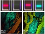 Brightness-Equalized Quantum Dots Improve Biological Imaging