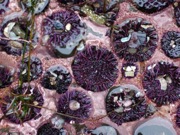 Dental Delight: Tooth of Sea Urchin Shows Formation of Biominerals