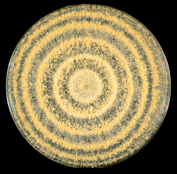 Petri dish