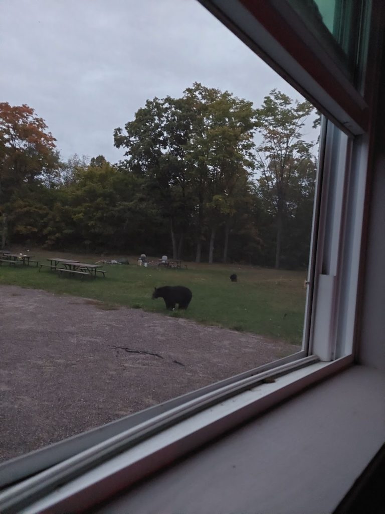 Bear at Killarney Park