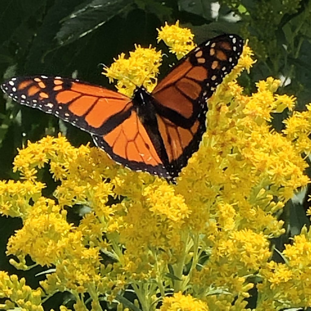 Monarch Butterfly