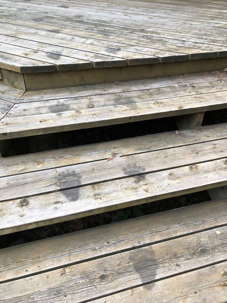 Animal footprints on wooden steps
