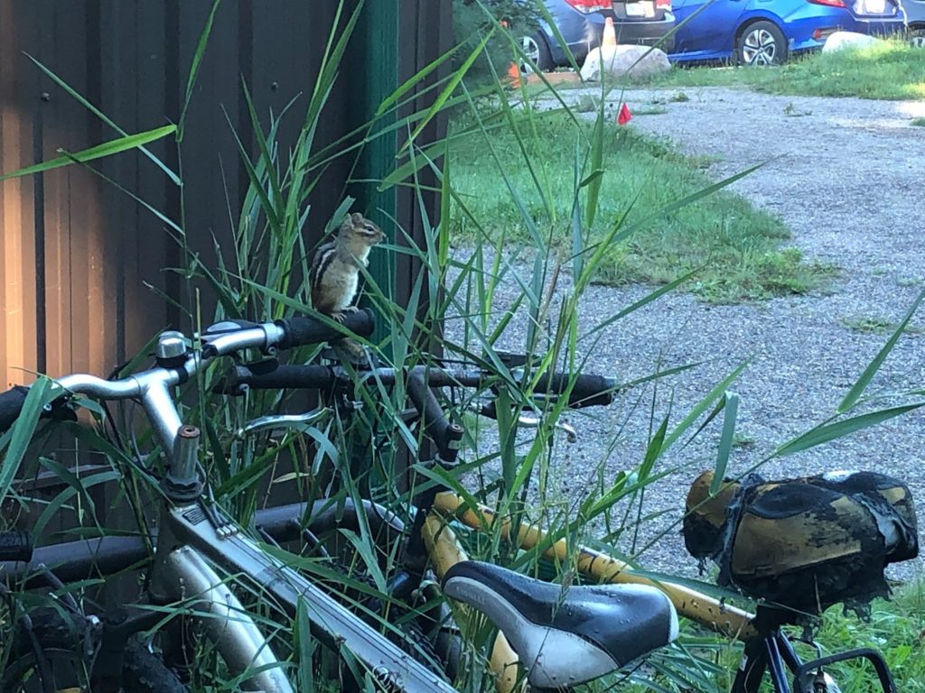 Chipmunk sitting on a bike handlebar