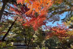 Fall-colours-in-Nagoya-November-2022