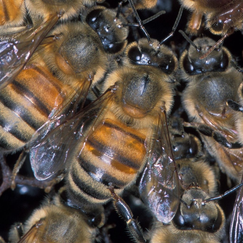 Close up of bees.