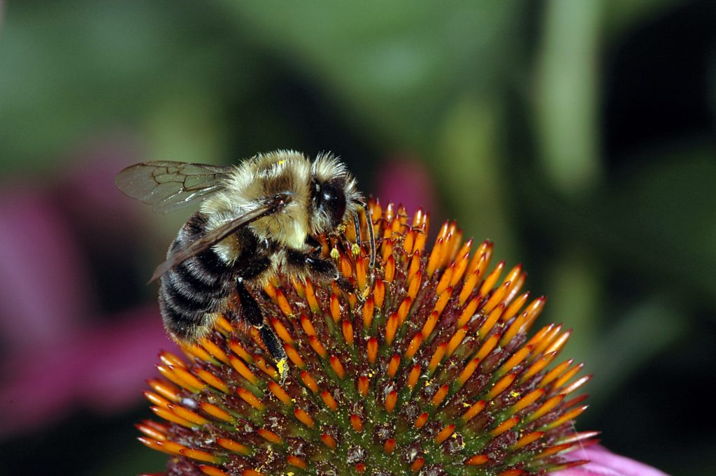 Bumblebee on a flower