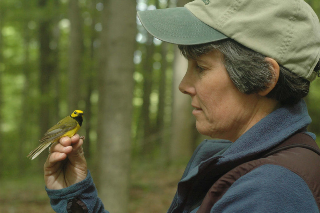 Bridget Stutchbury holding and looking at a bird