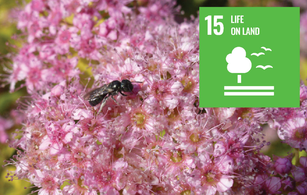 SDG 15 Life on Land