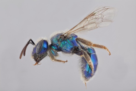 Female Callistochlora chloris bee