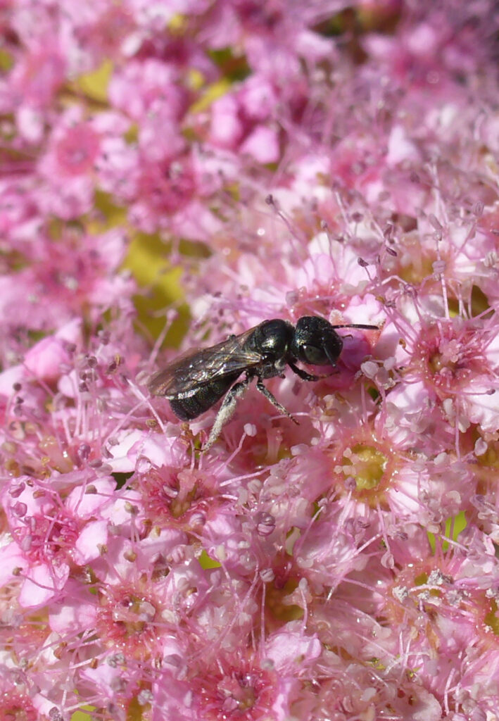 Carpenter bee, Ceratina calcarata, on a flower.