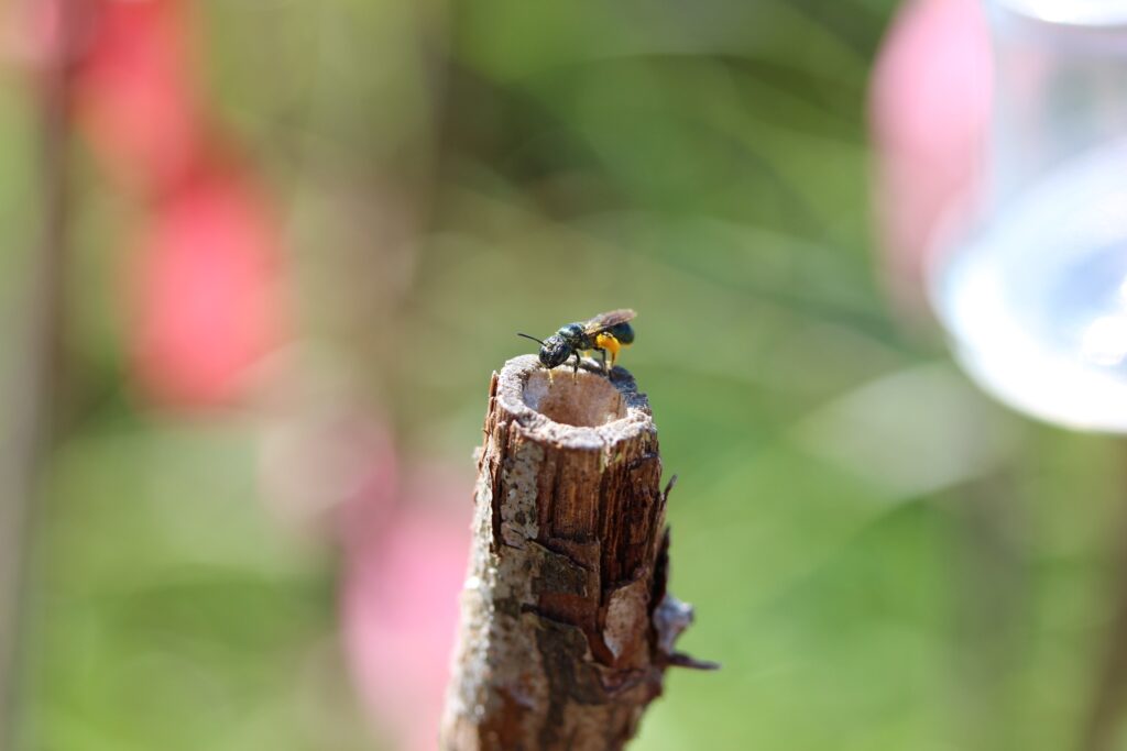 Wild and native carpenter bee, Ceretina calcarat, on a woody stem.