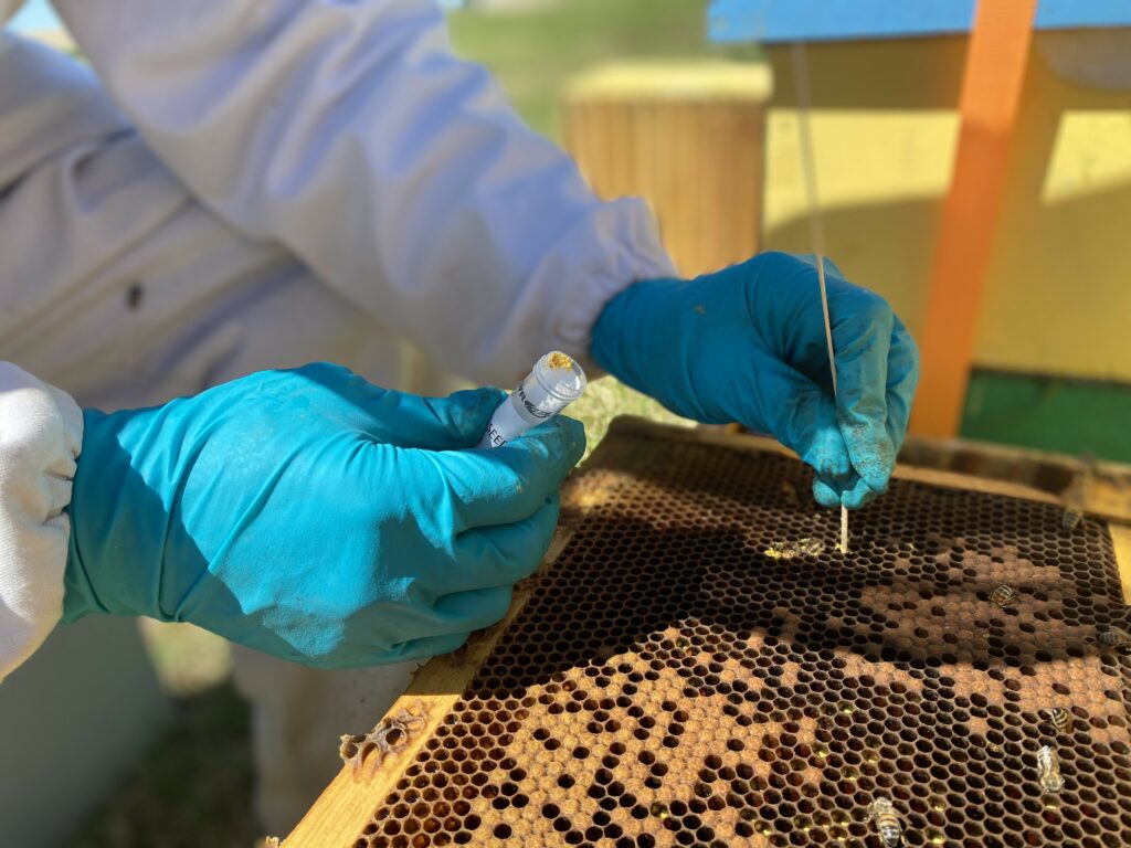 A beekeeper samples pollen from the comb of a honey bee hive from a colony located near canola crops in Lethbridge, Alberta for the BeeCSI project.