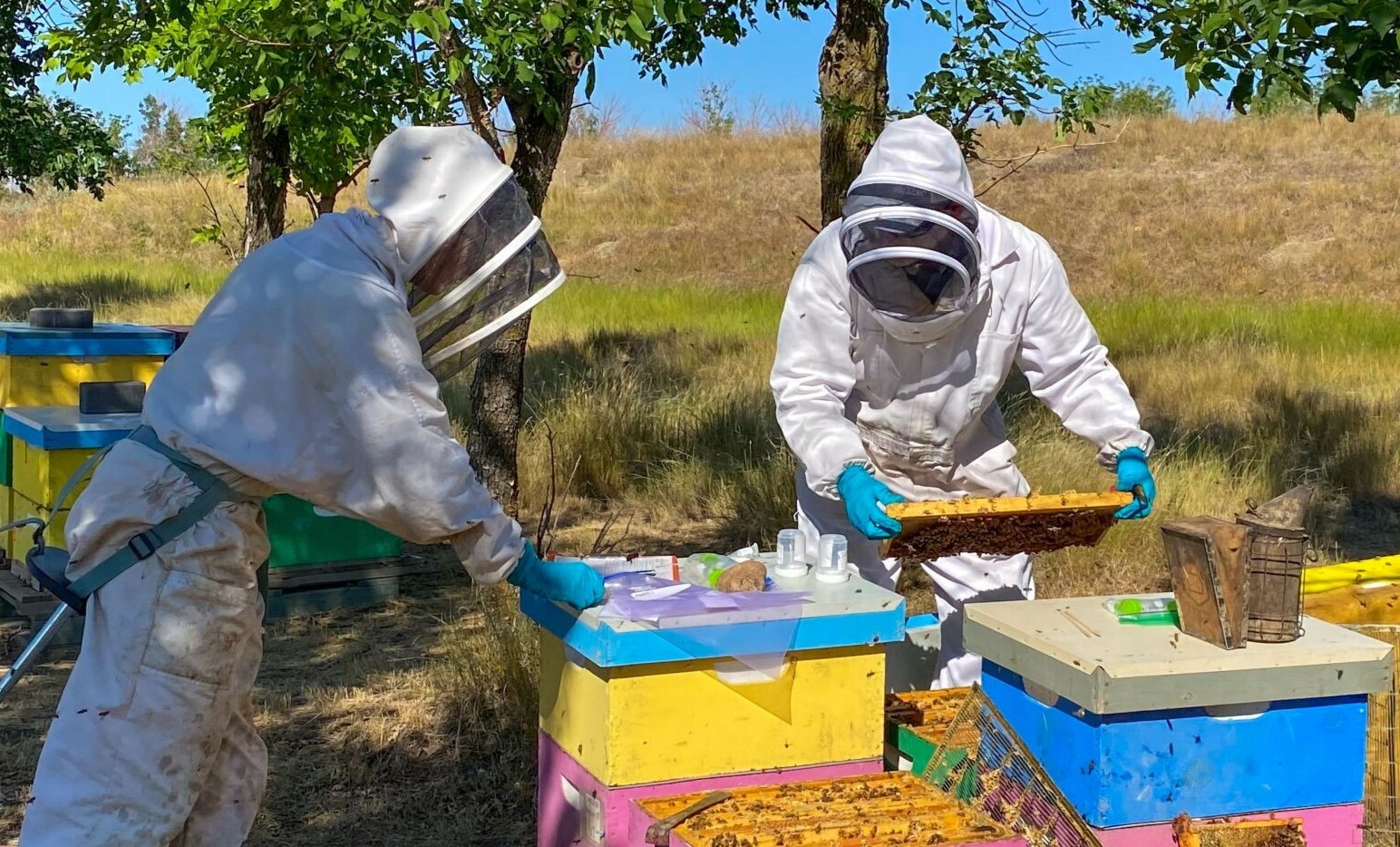 A beekeeper samples pollen from the comb of a honey bee hive from a colony located near canola crops in Lethbridge, Alberta for the BeeCSI project.