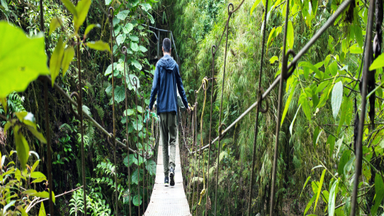 A man walking across a bridge suspended in a rainforest.