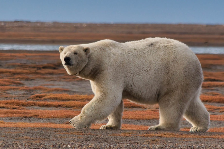 Polar bear