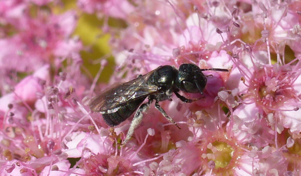 Wild and native carpenter bee, Ceratina calcarata, on a pink flower (Credit: Sandra Rehan)
