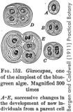 diagram of a cyanobacteria from Bergen Practical Botany (cirac 1911)